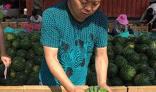 蔚县吃瓜事件最新爆料,最新爆料揭示惊人内幕